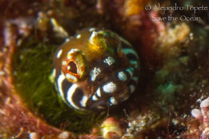 Blenny in Acapulco, Mexico by Alejandro Topete 